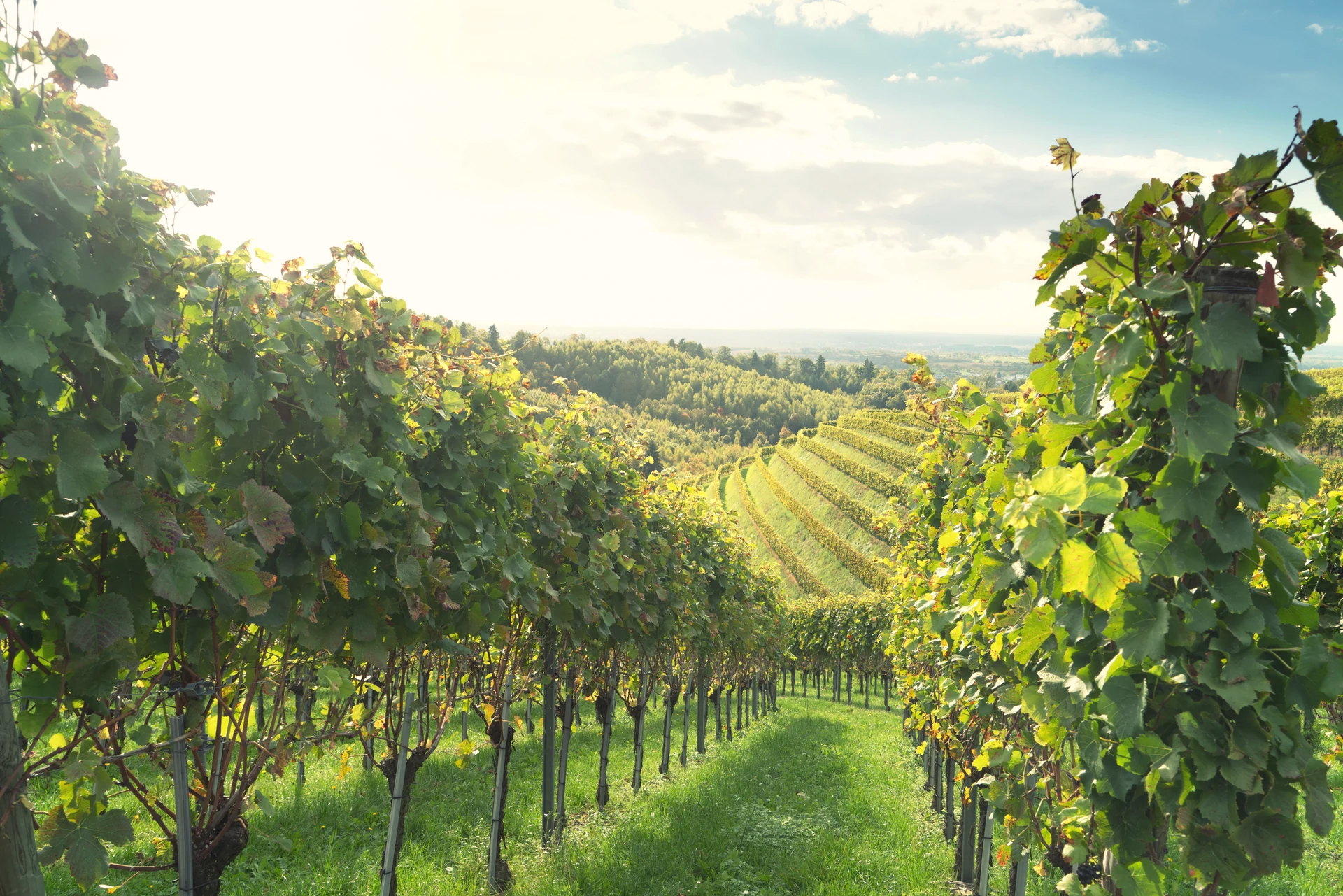 Vineyards in the Rheingau around Eltville